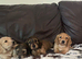 KC Cream mini dachshunds