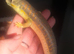 Berber skink