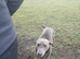 Kc Labrador