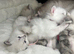 Fluffy Neva Masquerade Siberian Kittens male female