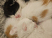 5 beautiful, friendly Ragdoll cross kittens