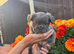 Fluffy French bulldog