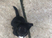 Teacup chihuahua puppies