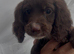 Working cocker spaniel pups for sale
