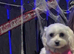 maltese stud