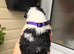 Lhasa apso puppies for sale