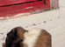 Guinea pigs