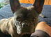 French bull dog