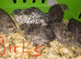 SEXED QUAILS/CHINESE PAINTED BUTTONS !