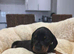 Miniature dashounds
