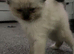 Ragdoll kittens