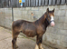 Chocolate dun yearling