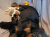 Health Tested Cavalier King Charles