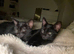 5 fluffy black kittens fpr sale - 2 left