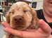 4 beautiful cocker puppys