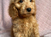 Cockapoo puppies