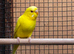 A Pair of budgies looking for new home