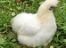 Unrelated pair of bearded silkies