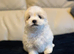 Maltese puppies 2 girls