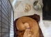 KC registered red Labradors