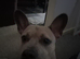 Staffy cross frenchie