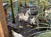 RARE WHITE SULTAN HATCHING EGGS PURE BREED Ornamental FANCY CRESTED BOOTED BOURNEMOUTH