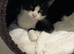 Cat for sale