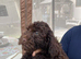 Tiny f1 cockapoo puppys ( just 1 girl now available)