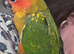 Beautiful hand reared sun conures
