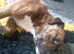 Lovely Friendly Billy Needs Loving Forever Home