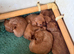 Kc registered 4 Ruby boys available