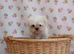 Korean maltese
