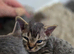 Pedigree TICA Devon Rex Kittens