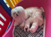 KC Reg Maltese Puppies