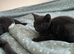 2 kittens