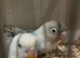 Lovely bonded pair of love birds