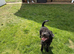 Patterdale x lakeland