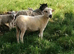Ewe hogs all born 2025