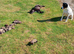 EU X black hybrid polecats