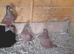 5 pigeons for sale