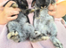 Beautiful baby Lops