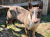 english bull terrier
