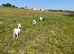 Goats for sale