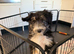 Beautiful Bearded Collie Puppies