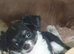 Chihuahua puppies Alford lincs