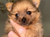 Rare! Merle Pomeranian puppies