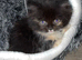 Ragdoll cross kittens