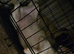 Albino pug/shitzu 4 month old