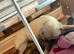 4 beautiful female pugs ready for new homes end of October