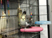 Wanted: 6 year old+ cockatiel